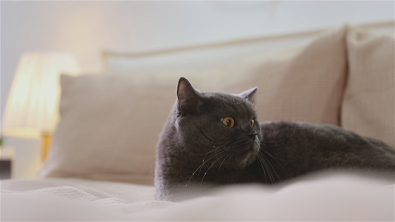 Load video: